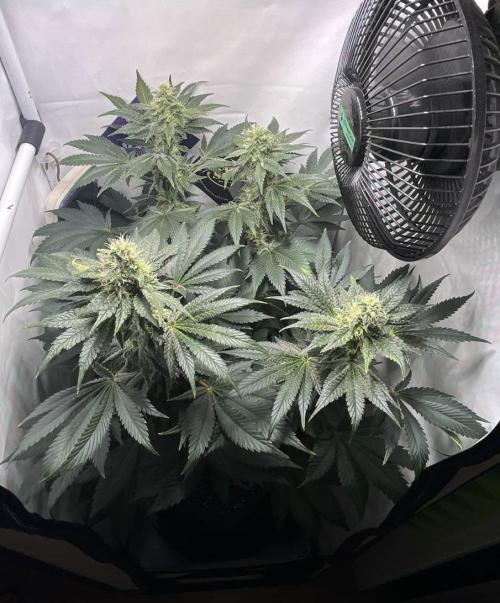 Le meilleur reste. Week 11 - D75