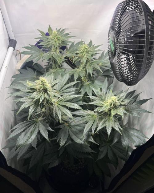 Le meilleur reste. Week 11 - D73