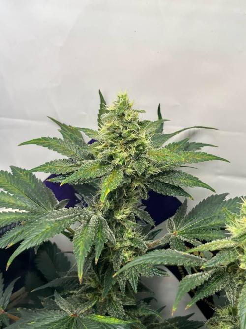 Le meilleur reste. Week 11