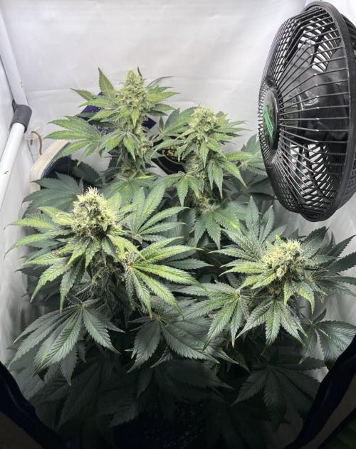 Le meilleur reste. Week 12