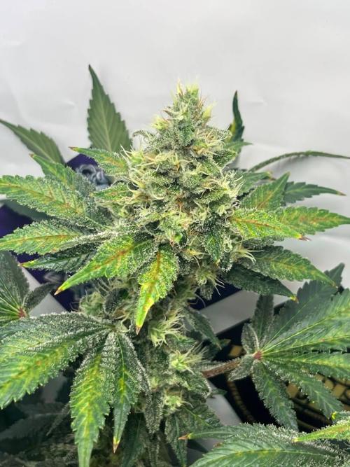 Le meilleur reste. Week 12