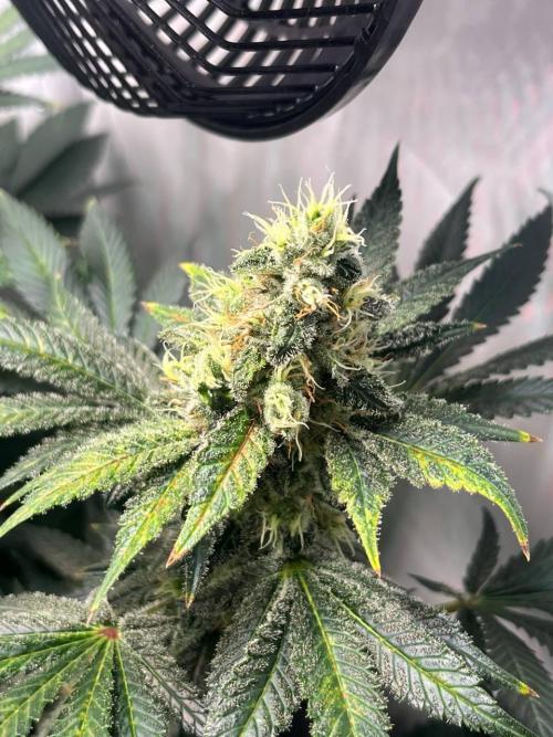 Le meilleur reste. Week 12