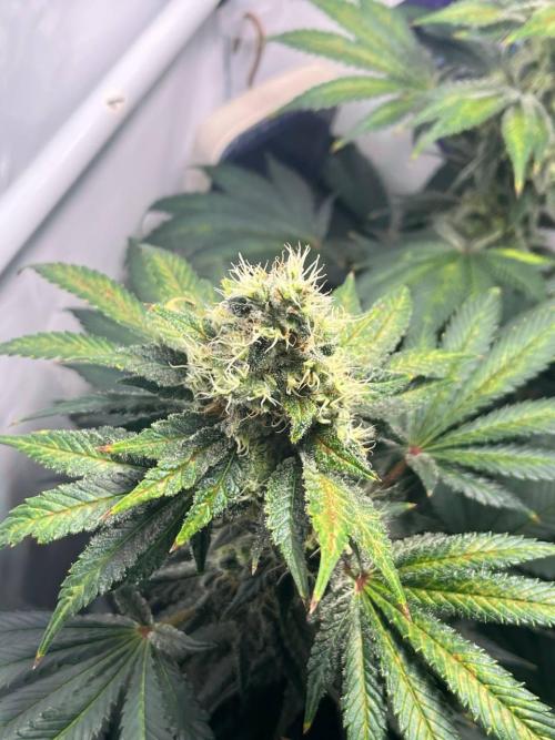 Le meilleur reste. Week 12