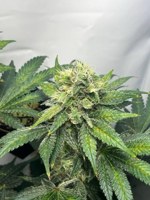 Le meilleur reste. Week 12