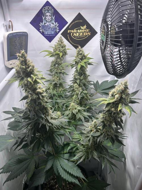 Le meilleur reste. Week 13