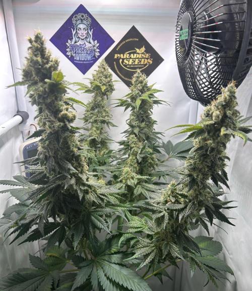 Le meilleur reste. Week 13