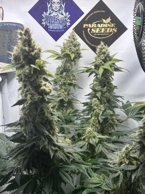 Le meilleur reste. Week 13