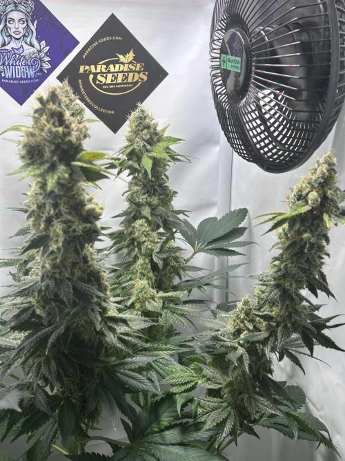 Le meilleur reste. Week 13