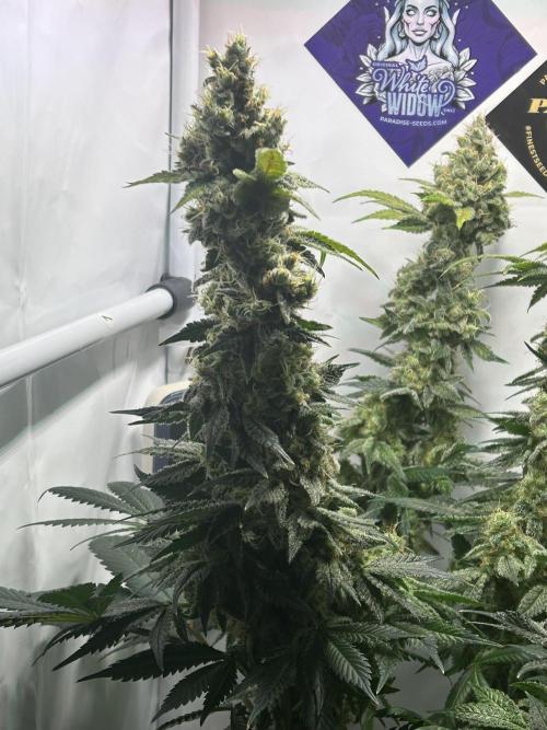 Le meilleur reste. Week 13