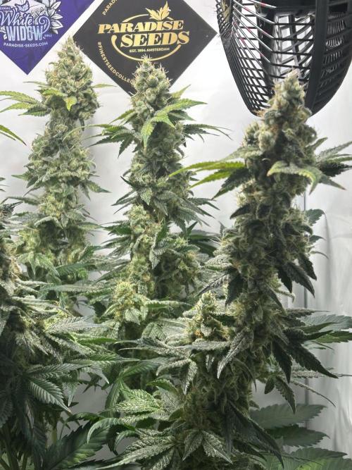 Le meilleur reste. Week 13