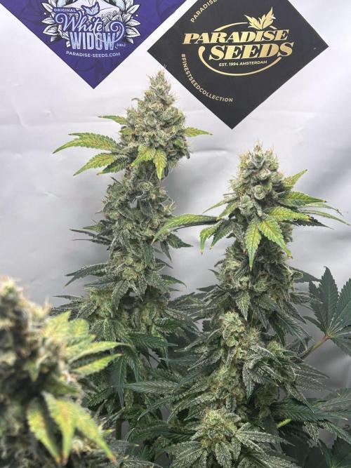 Le meilleur reste. Week 13