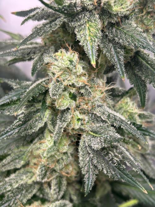 Le meilleur reste. Week 13