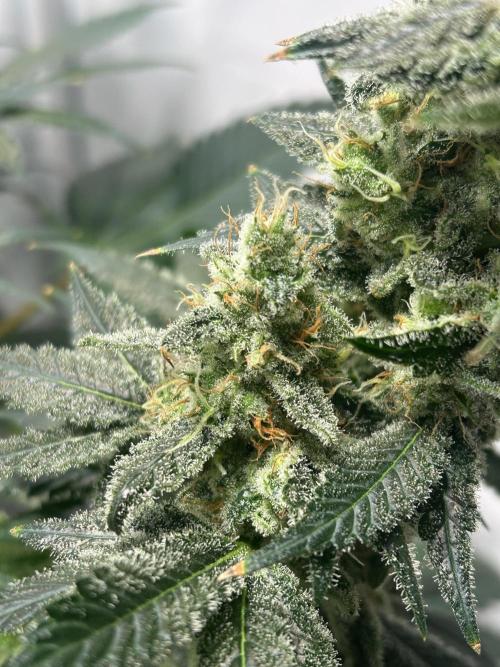 Le meilleur reste. Week 13