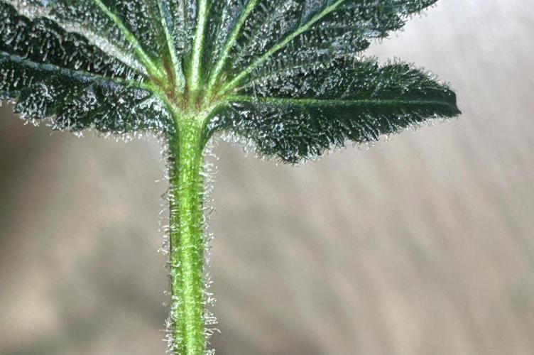 Le meilleur reste. Week 13