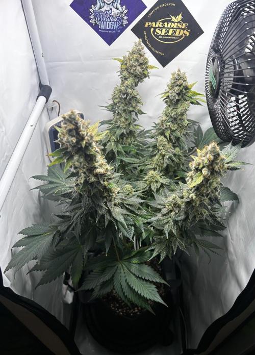 Le meilleur reste. Week 14