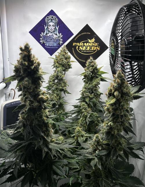 Le meilleur reste. Week 14