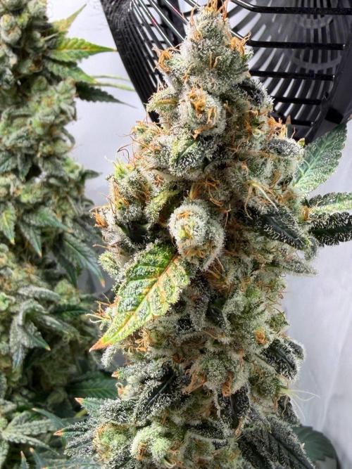 Le meilleur reste. Week 14