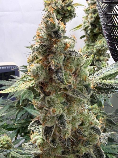 Le meilleur reste. Week 14