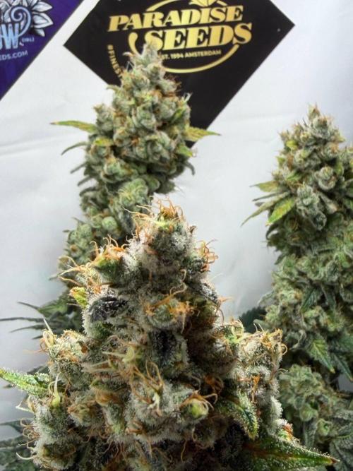 Le meilleur reste. Week 14