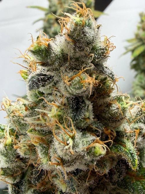 Le meilleur reste. Week 14