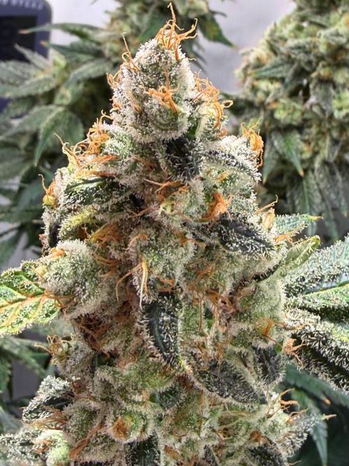 Le meilleur reste. Week 14