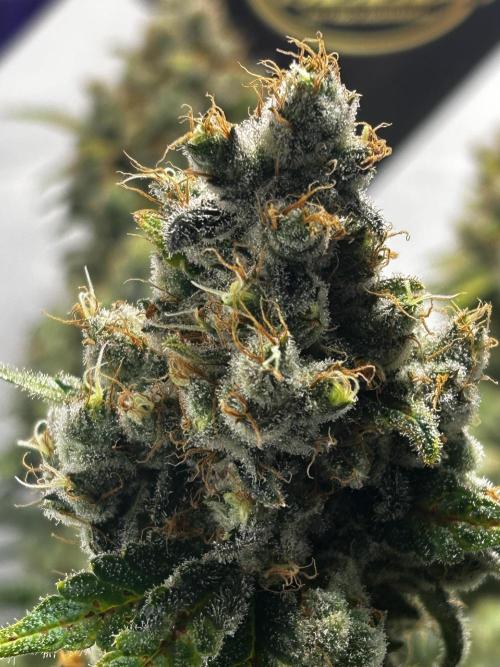 Le meilleur reste. Week 14