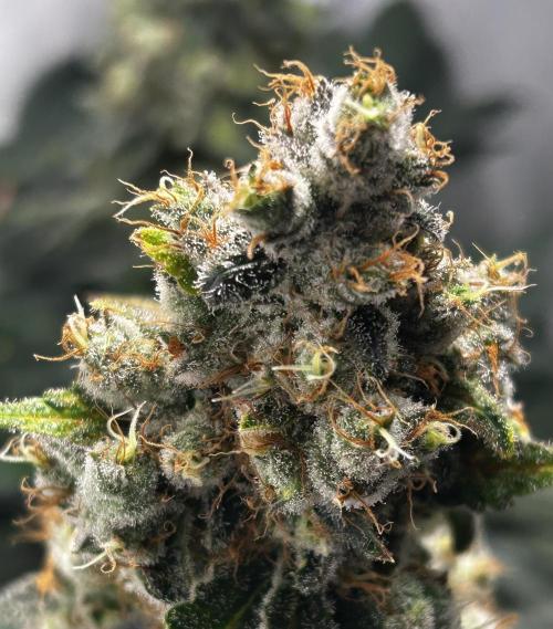 Le meilleur reste. Week 14