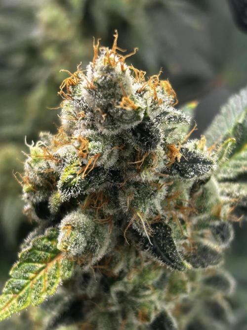 Le meilleur reste. Week 14