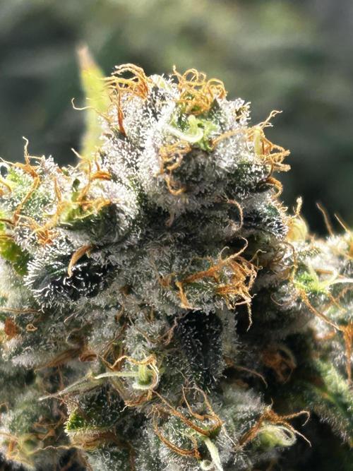 Le meilleur reste. Week 14