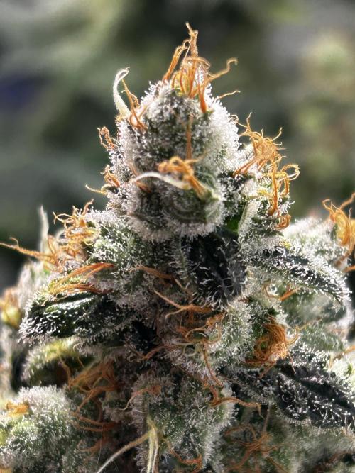 Le meilleur reste. Week 14