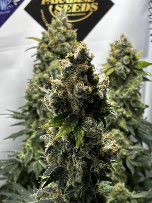 Le meilleur reste. Week 14