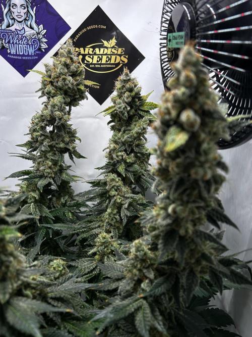 Le meilleur reste. Week 14