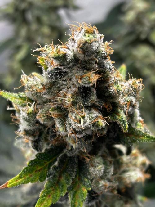 Le meilleur reste. Week 14