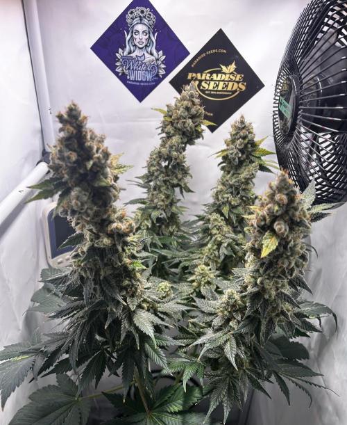 Le meilleur reste. Week 15