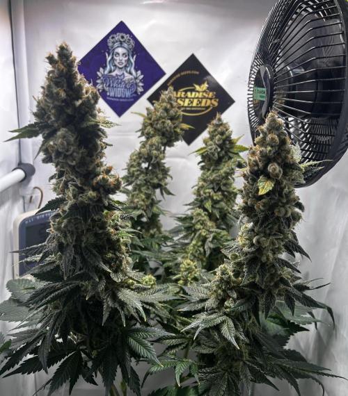 Le meilleur reste. Week 15