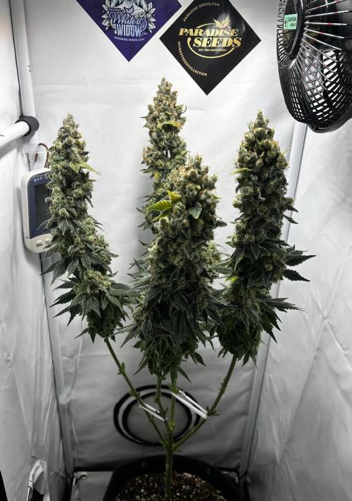 Le meilleur reste. Week 15