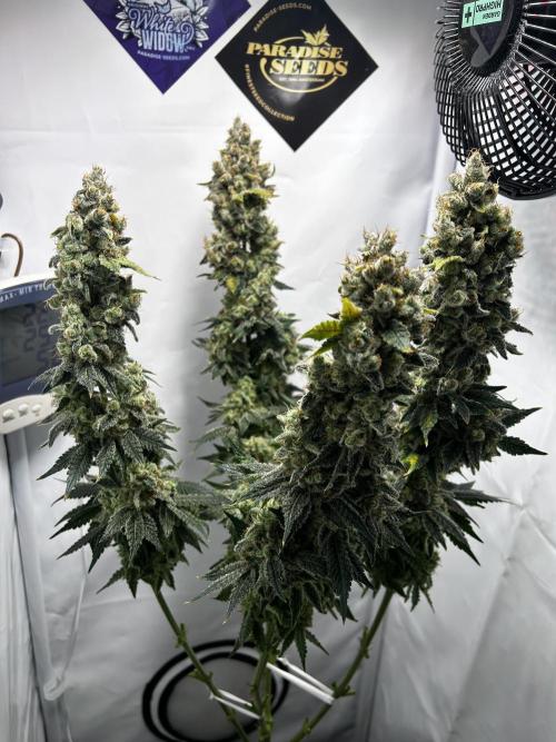 Le meilleur reste. Week 15