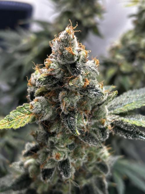 Le meilleur reste. Week 15