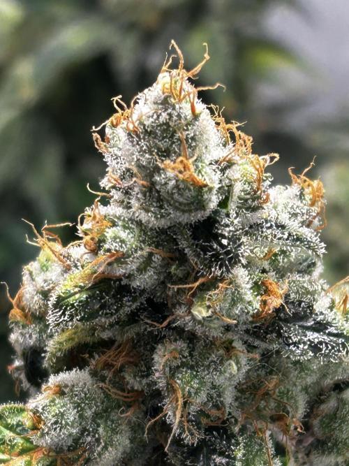 Le meilleur reste. Week 15