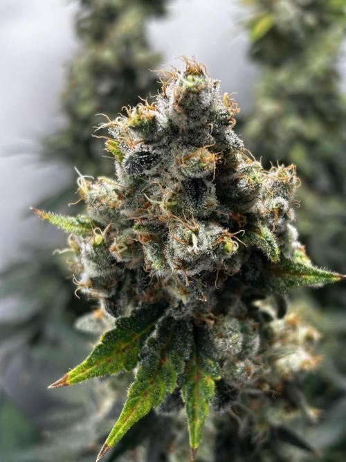 Le meilleur reste. Week 15