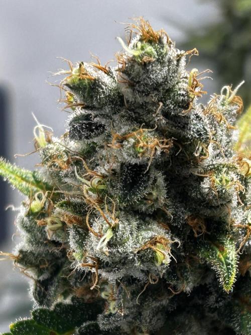 Le meilleur reste. Week 15