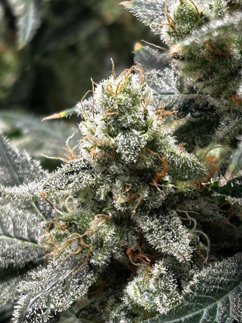 Le meilleur reste. Week 15