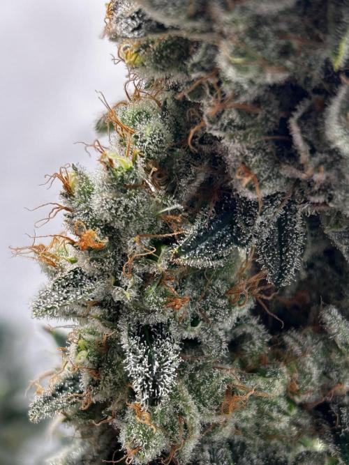 Le meilleur reste. Week 15