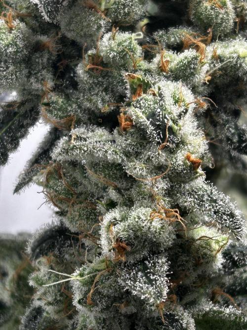 Le meilleur reste. Week 15