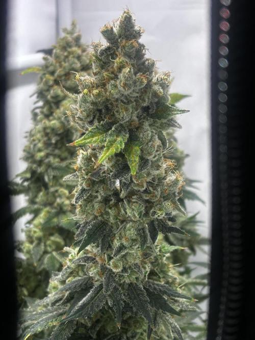 Le meilleur reste. Week 15