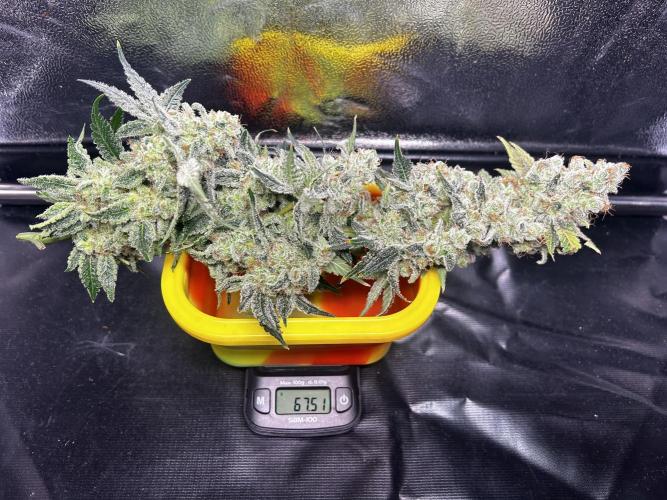 Le meilleur reste. Week 15