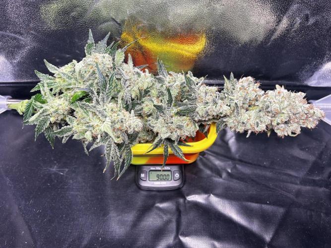 Le meilleur reste. Week 15