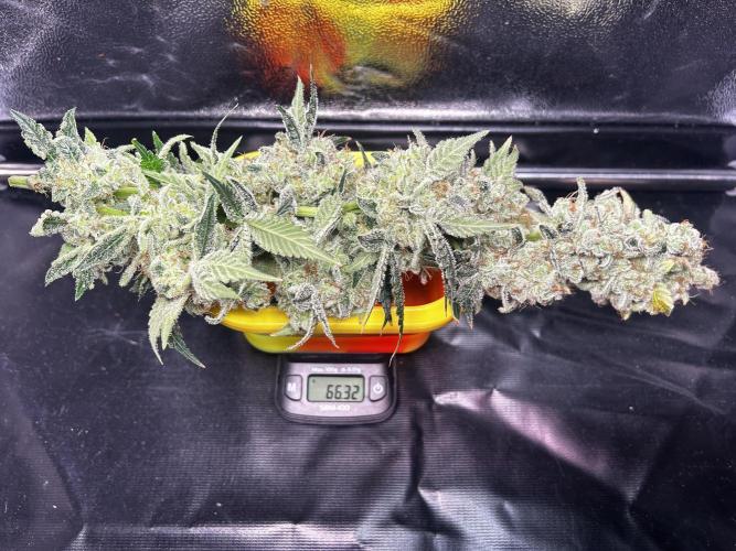 Le meilleur reste. Week 15