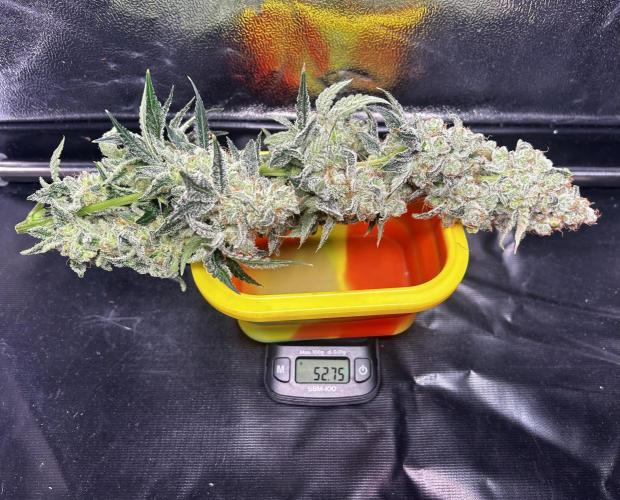 Le meilleur reste. Week 15