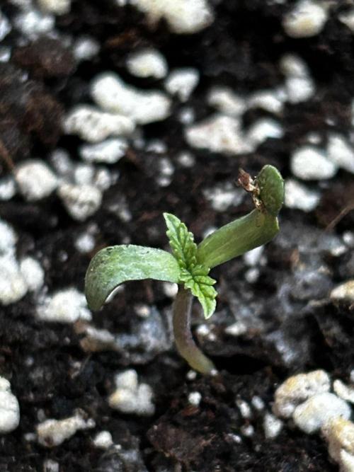 JOHATSU (蒸発). Week 1 - D1